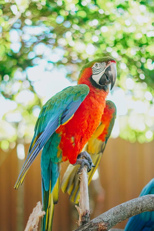 A Scarlet Macaw Perched on a Branch 