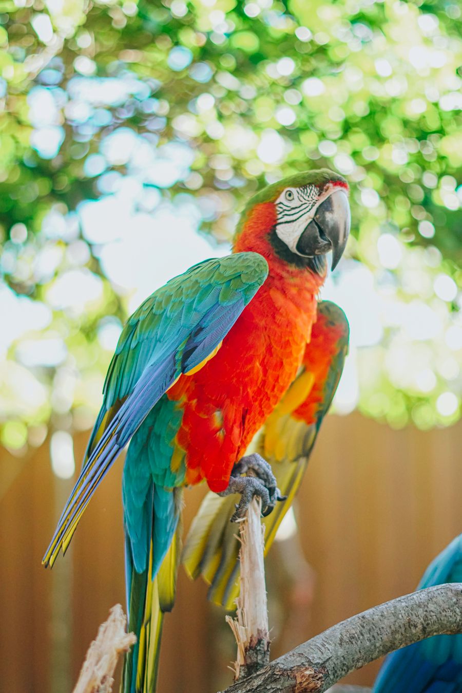 Scarlet macaw perched on a branch in a natural outdoor setting