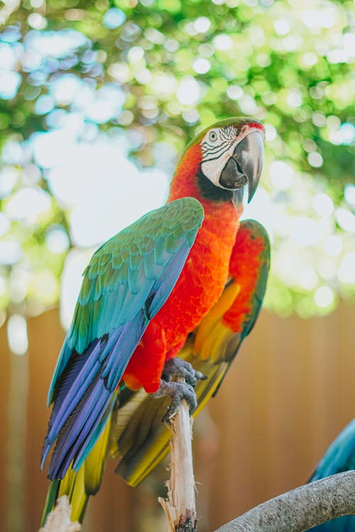 Close-Up Shot of a Parrot 