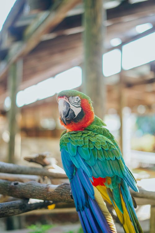 Бесплатное стоковое фото с красивый цвет, перья, попугаи