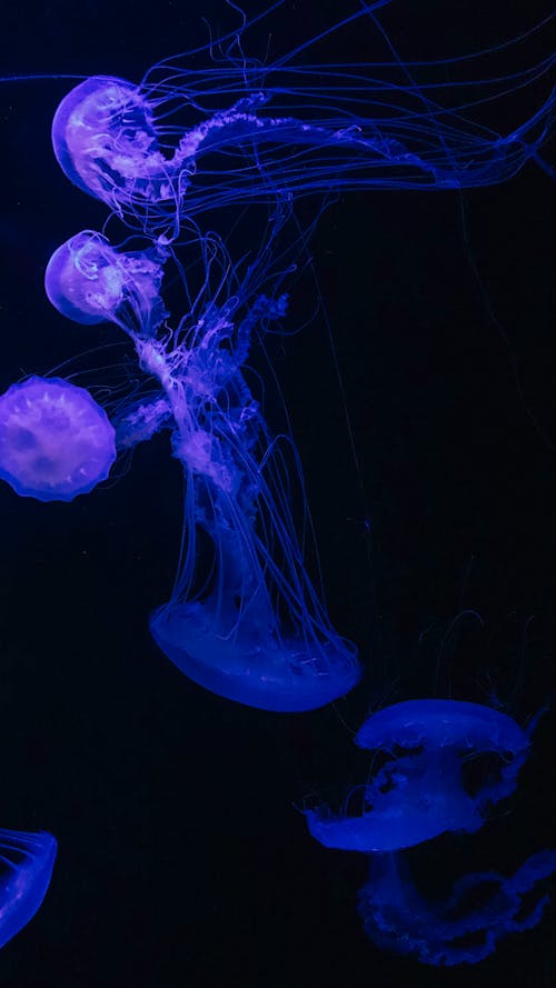 Deniz anası, mor denizanası içeren Ücretsiz stok fotoğraf
