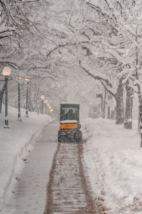 Darmowe zdjęcie z galerii z aleja, burza śnieżna, drzewa