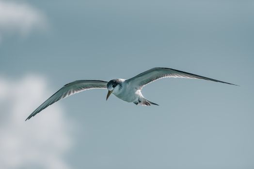 A close-up of a tern bird flying gracefully over the skies of Australia.