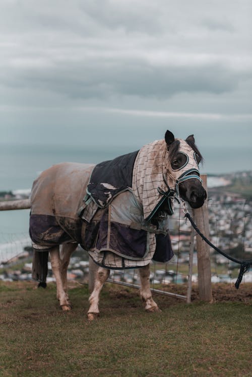 A Horse on Green Grass Field