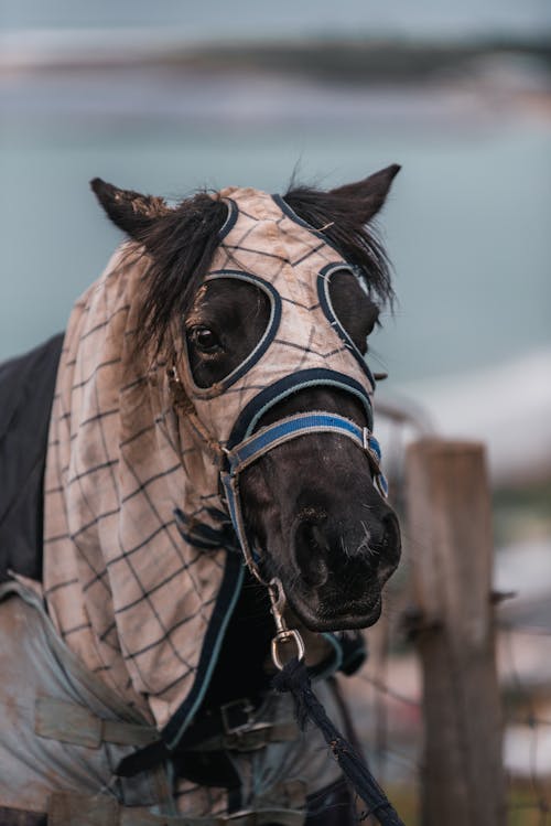A Black Horse with a Fly  Mask and a Blue Bridle