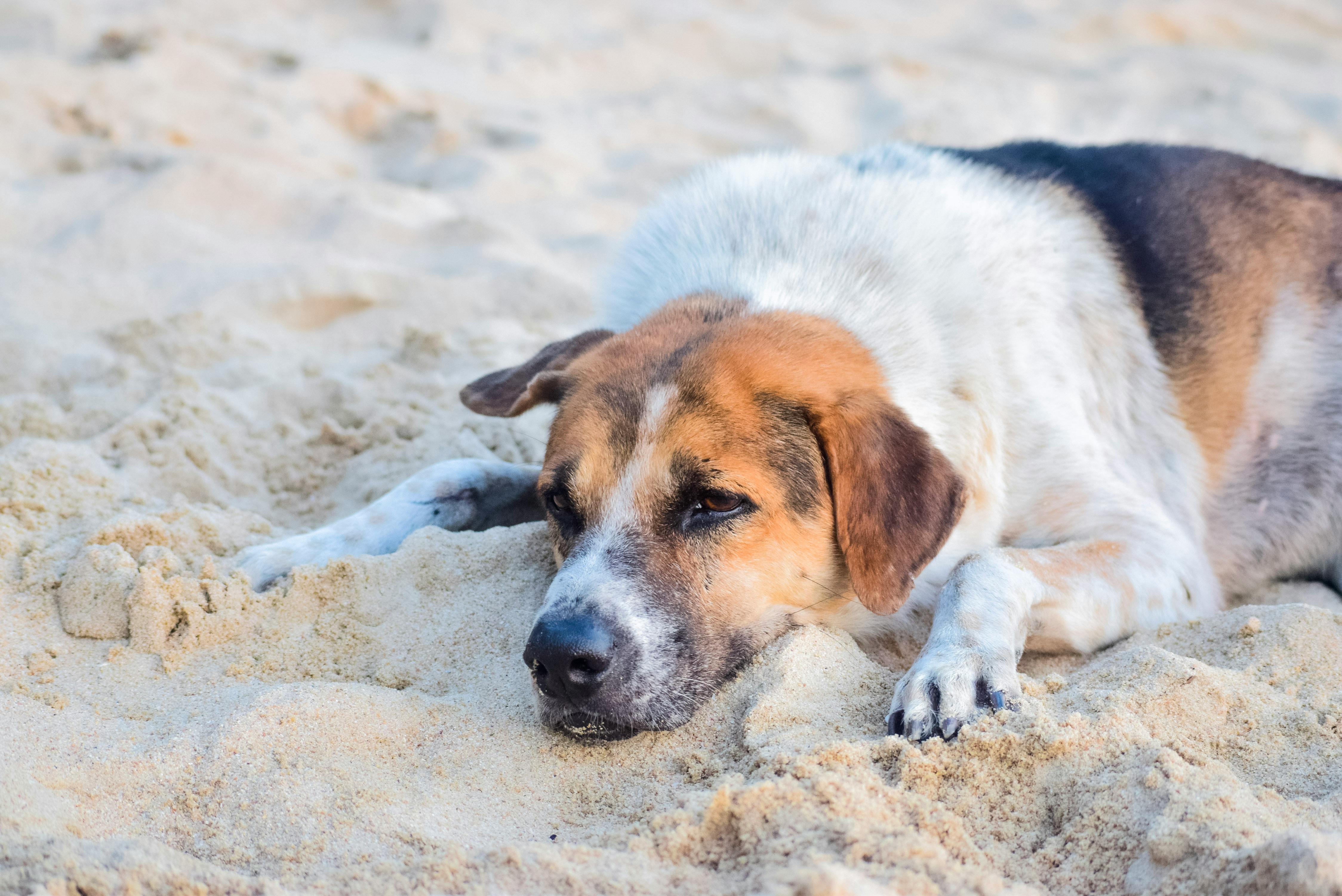 Bimini Pet Health expands Topeka manufacturing facility — Photo by Thewonderalice M on Pexels