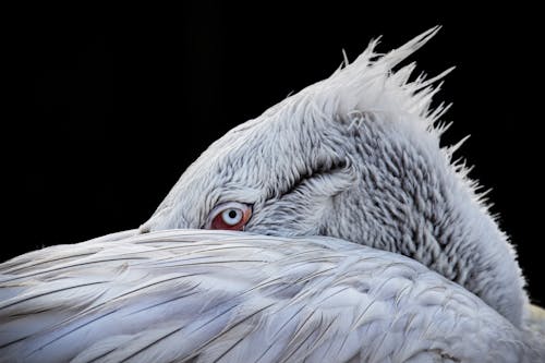 Ingyenes stockfotó fehér madár, közelkép, madarak témában