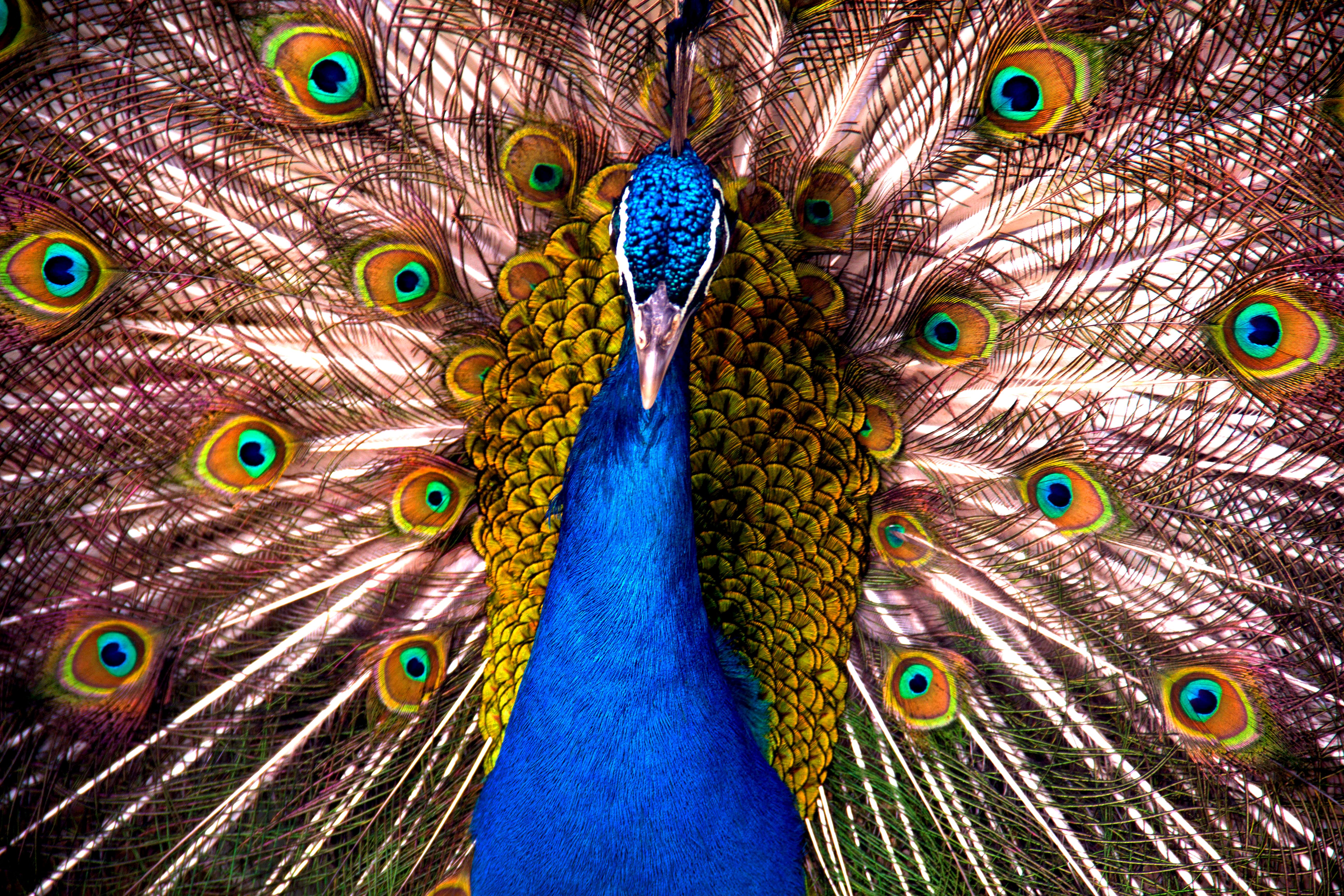 Close-Up Photography of Peacock · Free Stock Photo