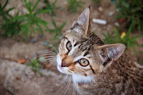 Close-Up Shot of a Tabby Cat 