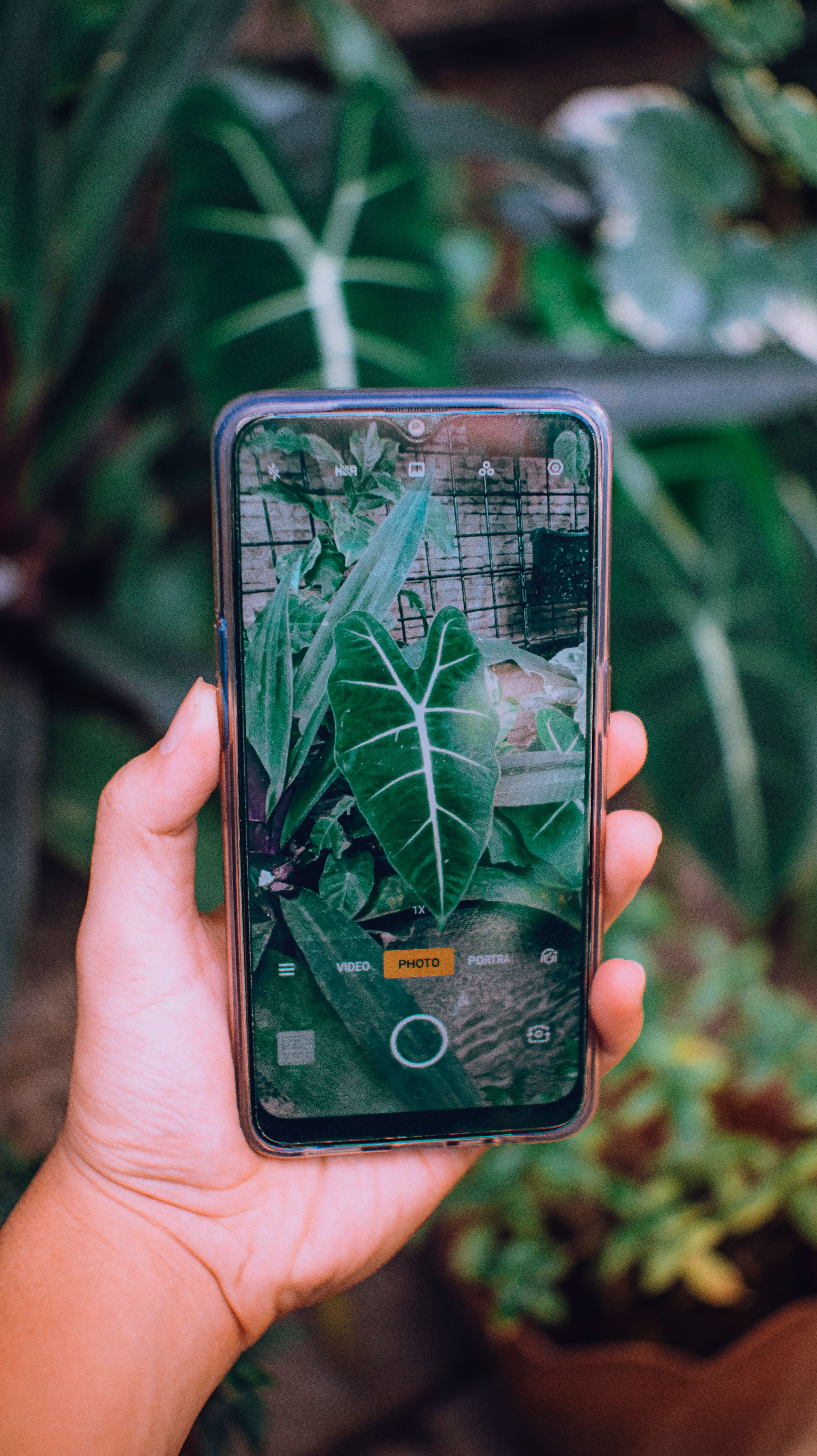 Soft focus of crop anonymous person taking picture of green leaves of plant on smartphone while standing in botanical garden