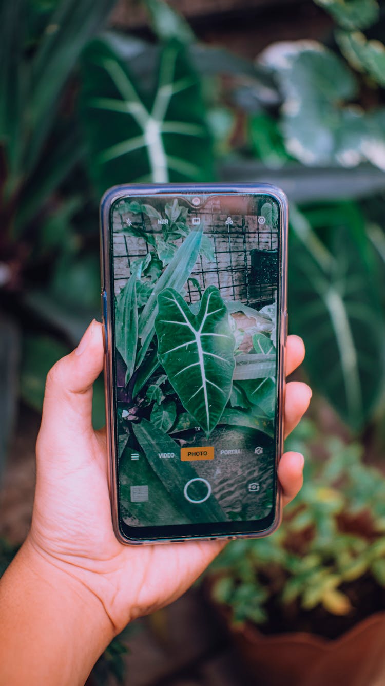 Faceless Person Taking Photo Of Plant