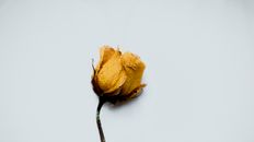 Dry rose on green stem in studio