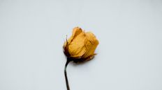 Dry yellow flower of rose with green stem