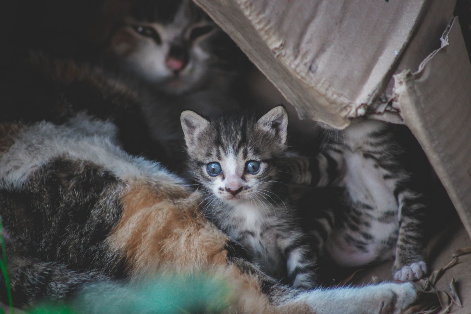 Cute kittens with tabby fur snuggled inside a cardboard box, showcasing their playful and curious nature. — free online jigsaw puzzle on JigsawPuzzlesFreeOnline.org