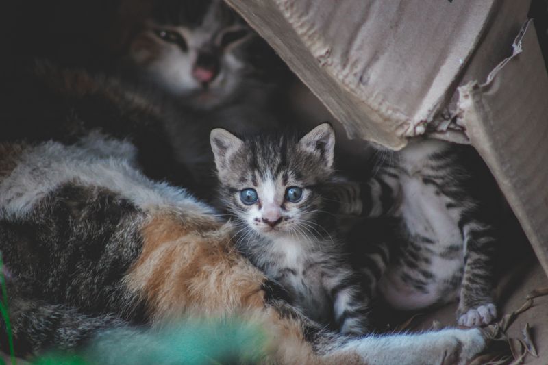 Katzenstreu Vergleich