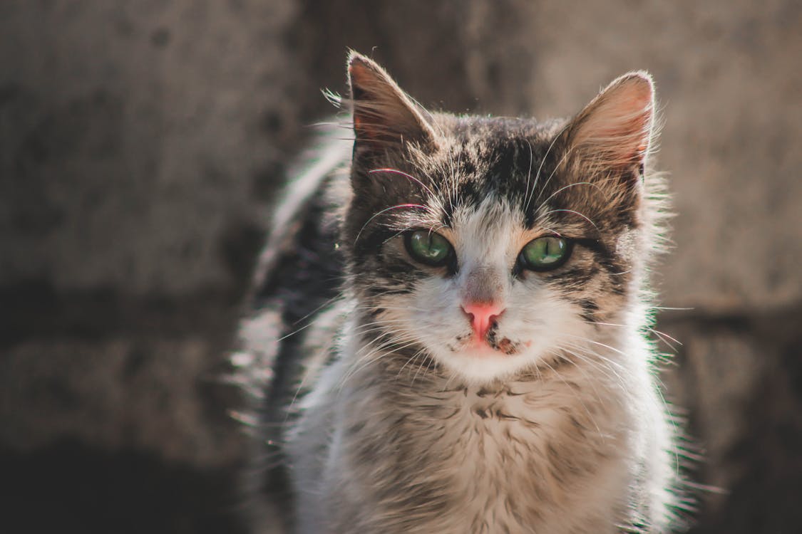 Free Close-Up Shot of a Domestic Short-Haired Cat Stock Photo