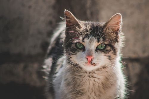 Free Charming close-up portrait of a furry, green-eyed cat in natural lighting. Stock Photo