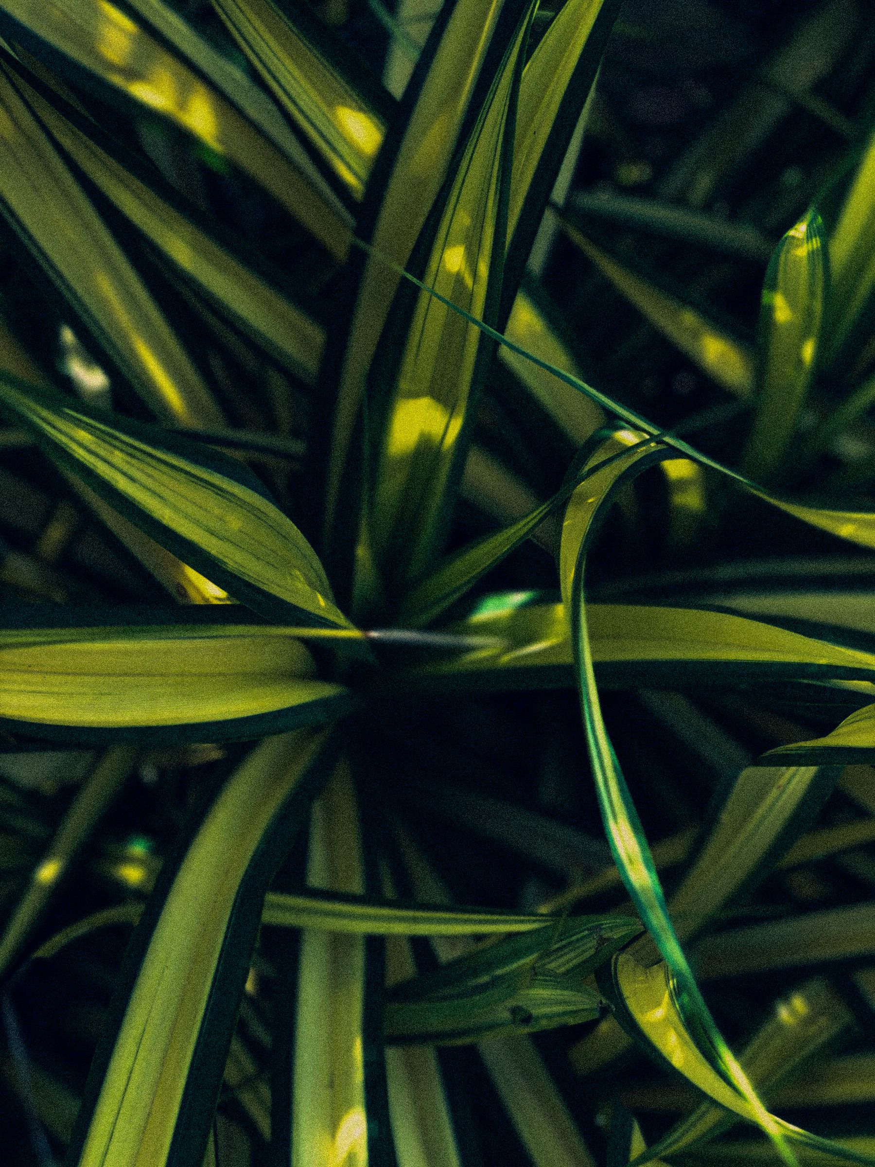 Bonus: The Plant Has Symbolic Appeal Bonus: The Plant Has Symbolic Appeal