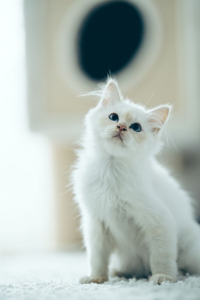 A Ragdoll lying low and thoughtful, the off colour posture constipation shares with everything else