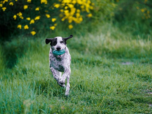 A White and Black Short Coated Dog Running with a Toy on Green Grass 