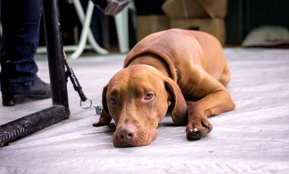 Portrait of Cute Dog Lying on Ground