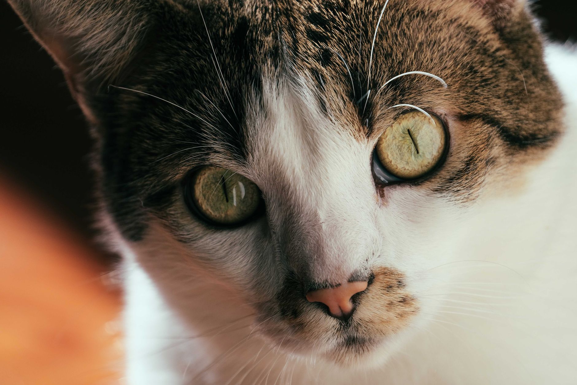 Veterinarian examining a cat during a checkup