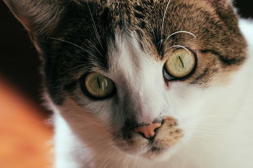 Free Muzzle of adorable white cat with brown spots looking at camera while sitting in light room on blurred background at home Stock Photo
