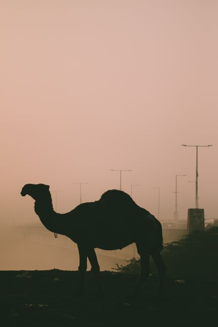 Fotomural Una silueta de camello solitaria en un entorno neblinoso fuera de Lahore, capturando la fauna y la ambientación.