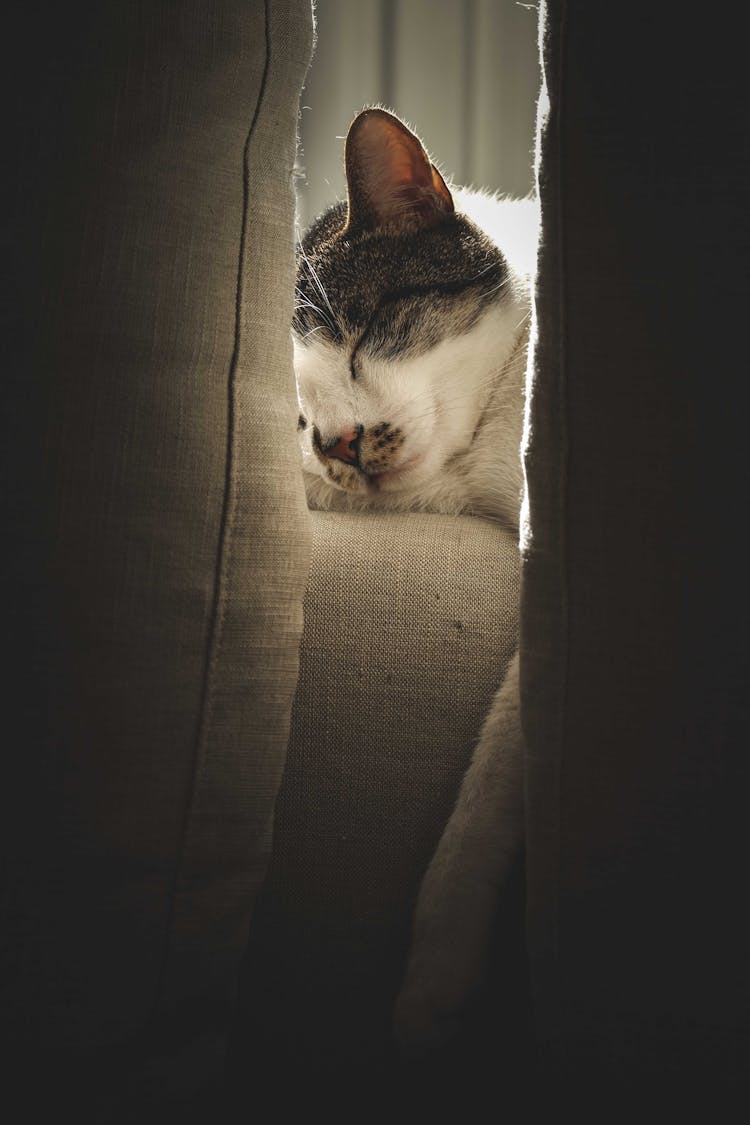 Cute Cat Sleeping On Couch