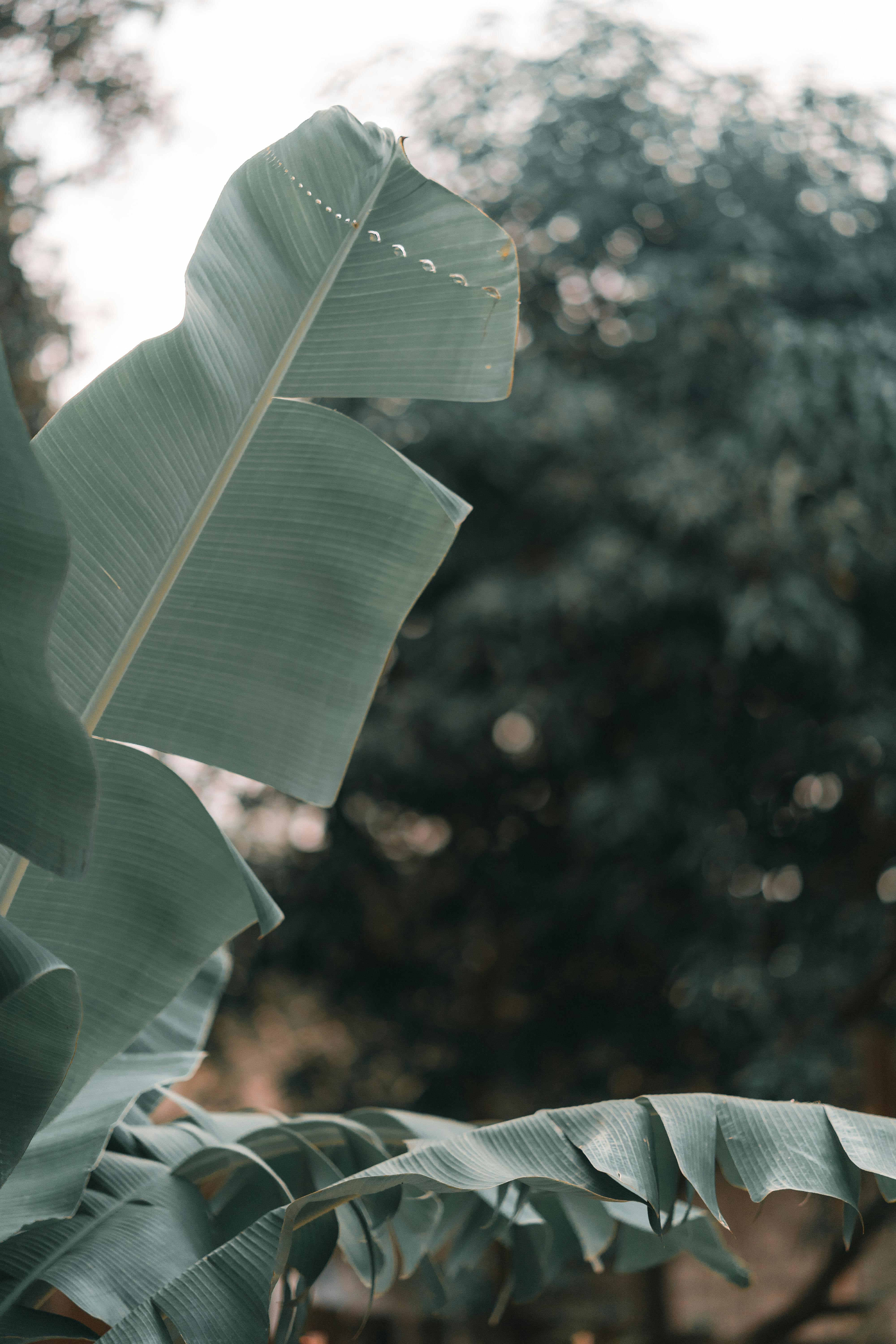 A beautiful close-up of banana leaves capturing nature's tranquility in the Philippines.
