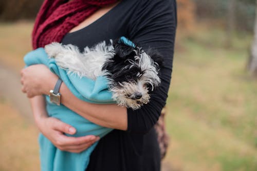 Close-Up Shot of a Person Carrying a Puppy