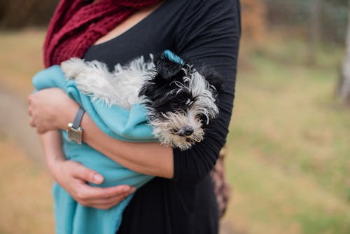 Foto stok gratis anak anjing, anjing, berbulu