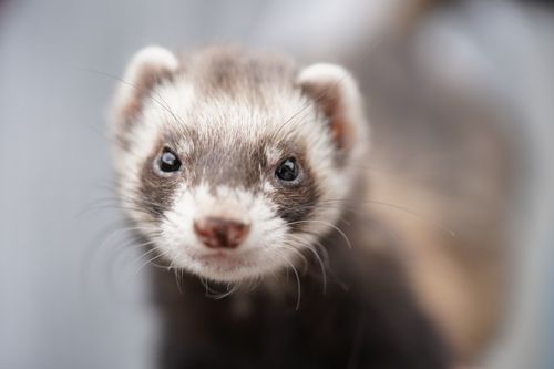 Free Close-up image of an adorable ferret, showcasing its curious expression in natural light. Stock Photo