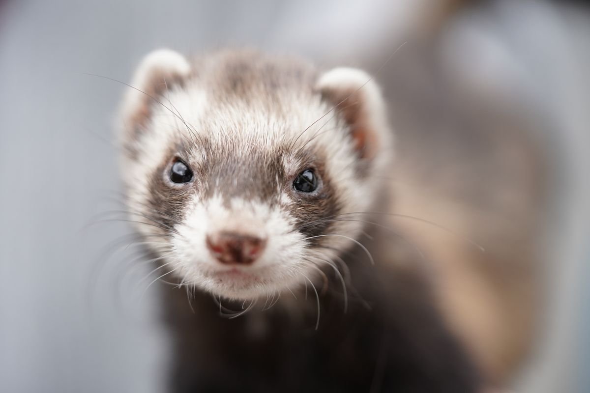 Alimentation du furet : que mange ce carnivore strict - Les aliments interdits et toxiques pour le furet