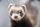 ferret