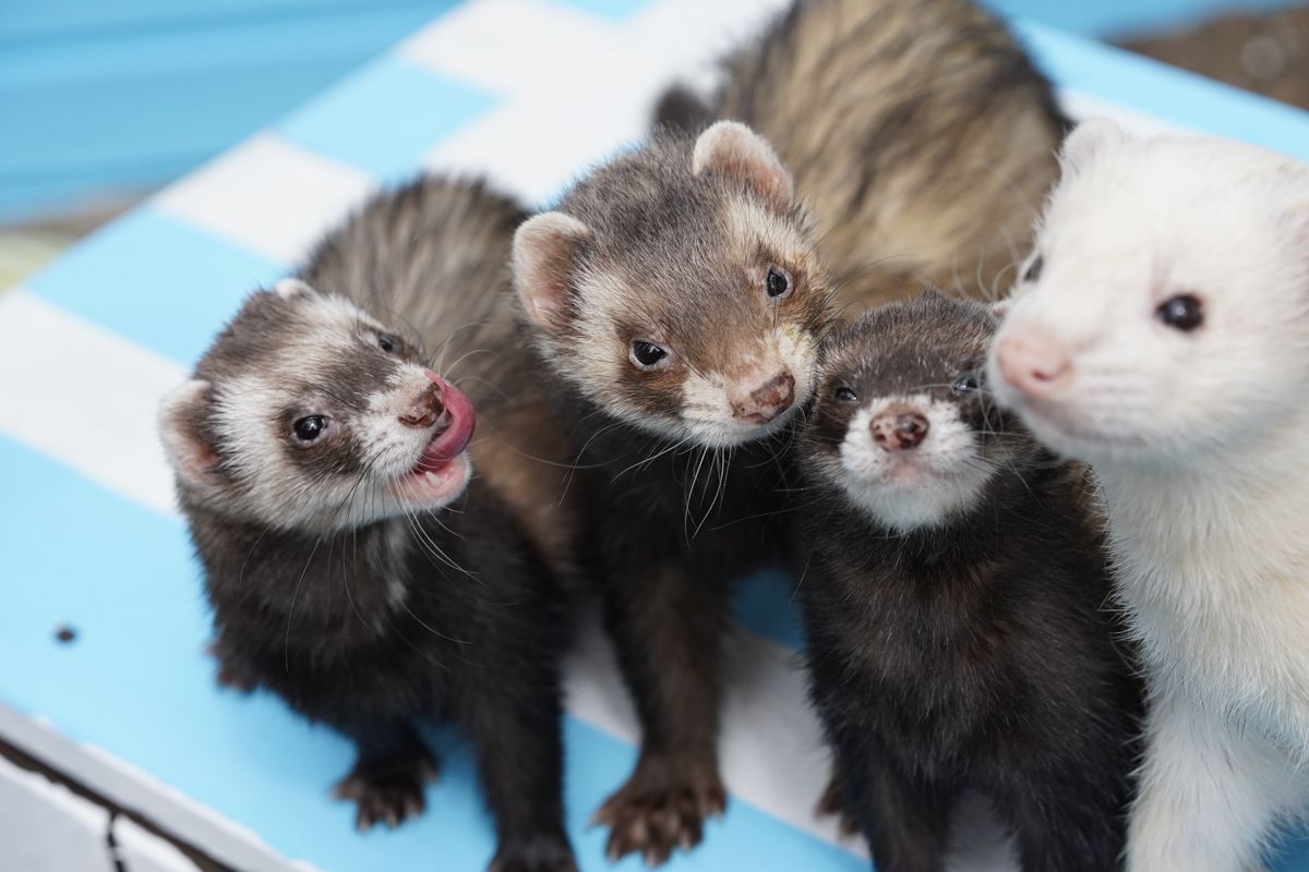 furet litière - Choisir le bac à litière idéal pour son furet