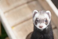 Close-Up Shot of a Ferret