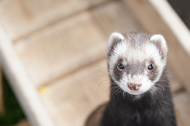 Close-Up Shot Of A Ferret