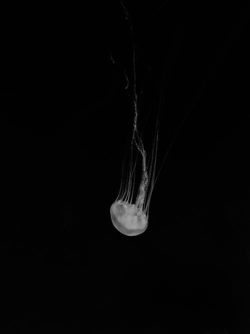Close-up Photo of White Jellyfish · Free Stock Photo