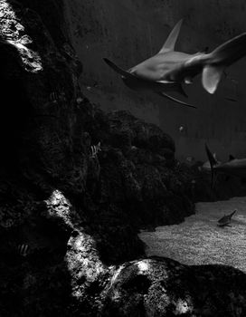 Stunning grayscale underwater photograph showcasing sharks swimming near rocky terrain in Singapore.