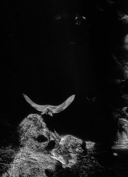 A serene black and white photo of a stingray swimming underwater in Singapore's marine environment.