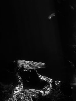 A dramatic black and white underwater shot of a stingray swimming in Singapore.