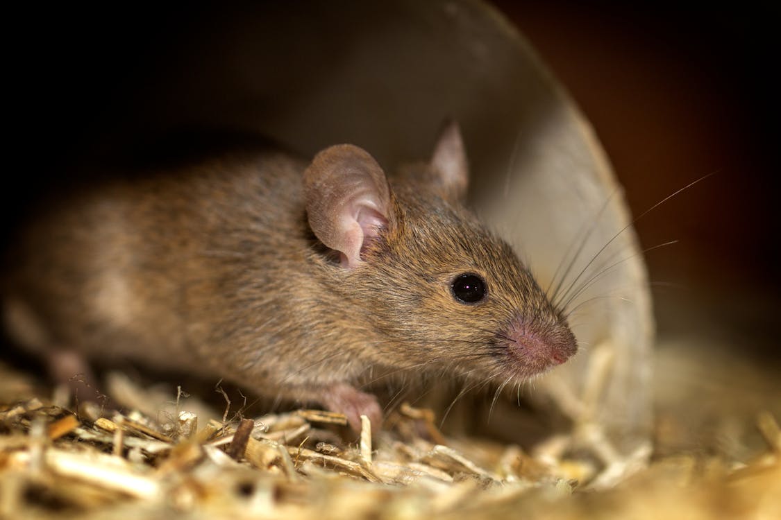 Free Macro Shot of a Brown Mouse Stock Photo