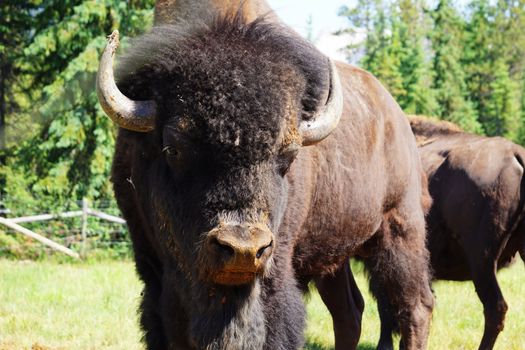 Detailed view of a bison with lush forest background in Canada.