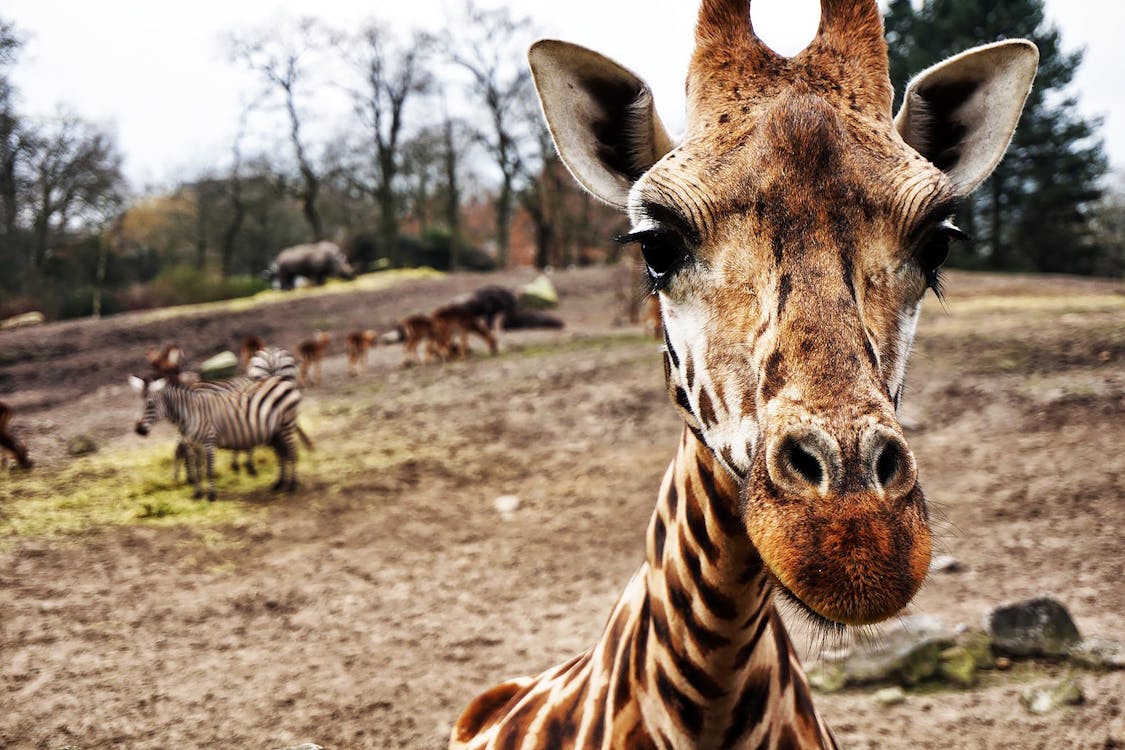 Free Close-Up Shot of a Giraffe's Head Stock Photo