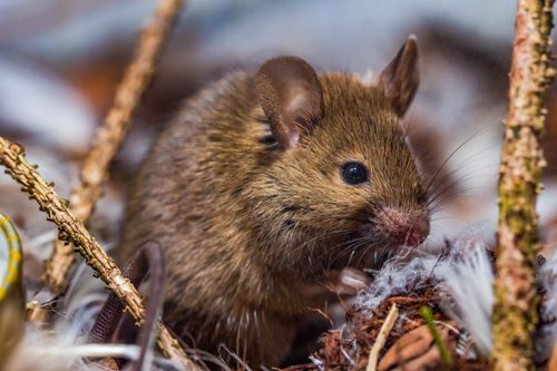 Free Detailed photograph capturing a field mouse amidst twigs and leaves, showcasing its habitat. Stock Photo