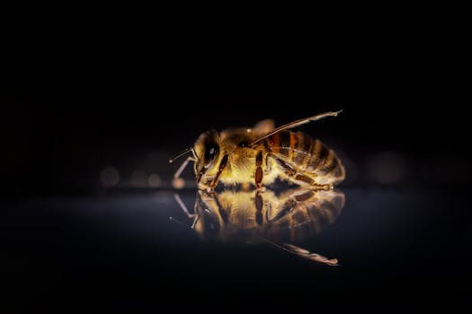 Extreme close-up of a honeybee with its reflection on a dark surface, highlighting intricate details.