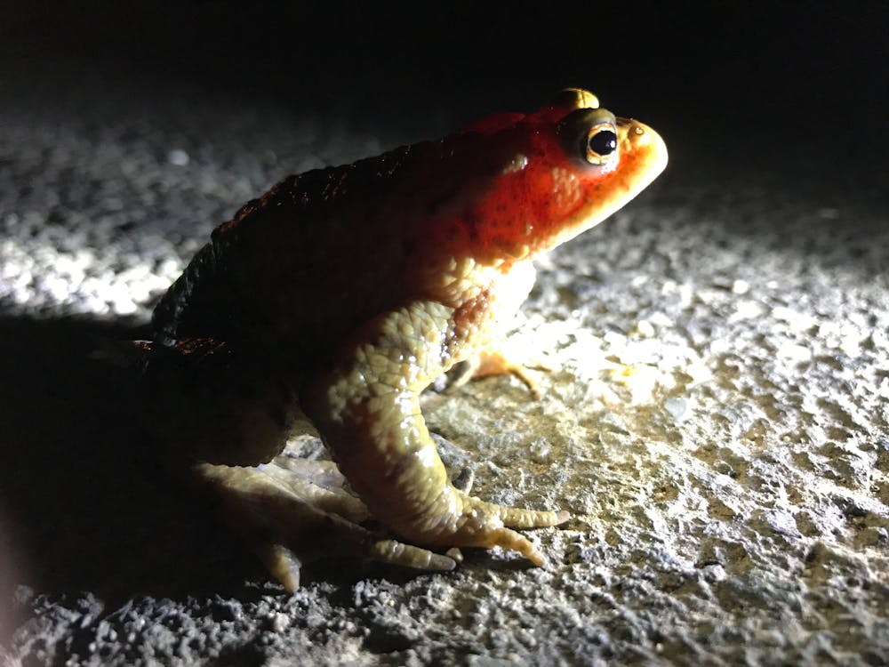 Free stock photo of animal image, toad