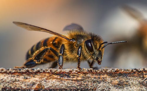 Macro Shot of a Black and Yellow Bee