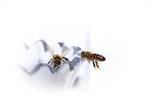 Foto d'estoc gratuïta de abella, abelles, animal